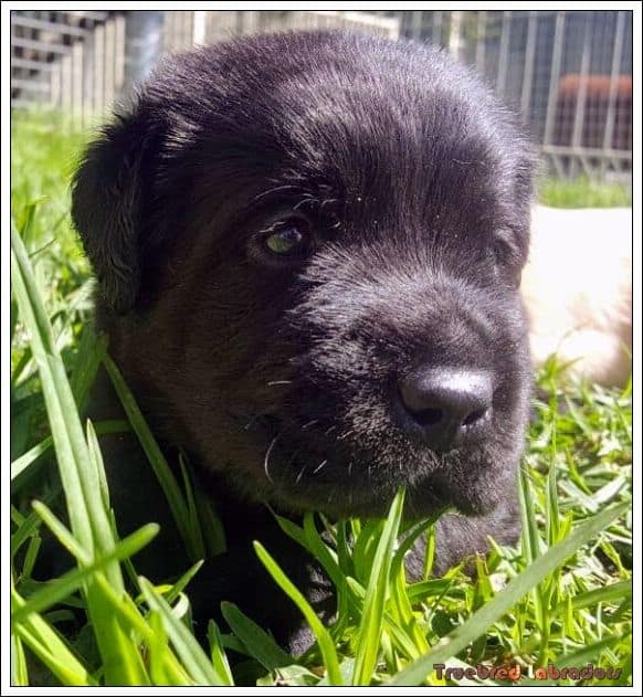 Labrador Retriever puppy