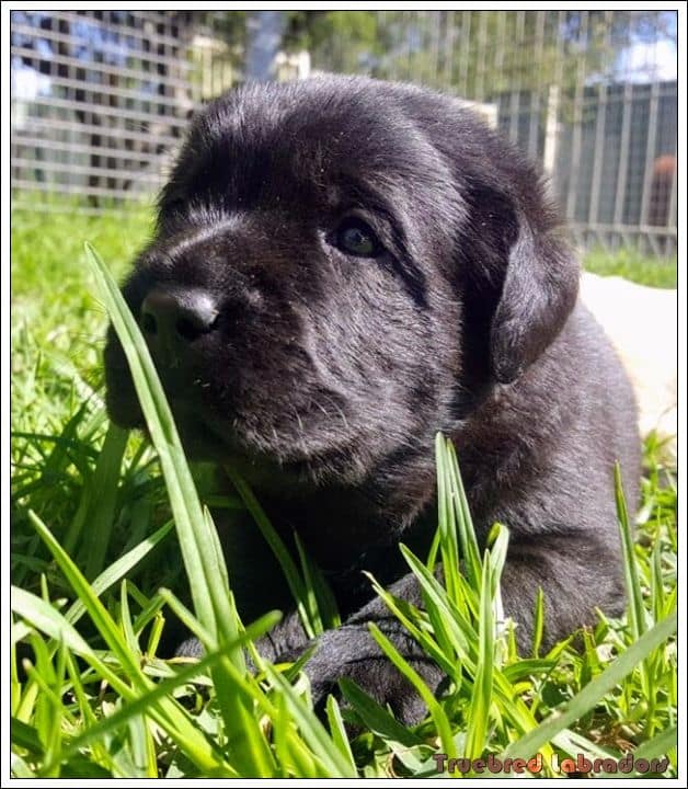 Labrador Retriever puppy