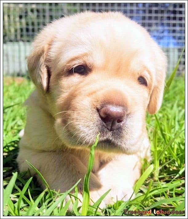 Labrador Retriever puppy