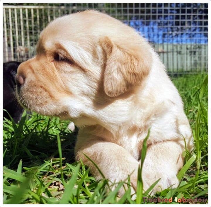 Labrador Retriever puppy