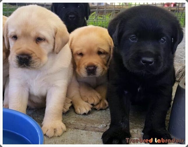 labrador retriever puppies