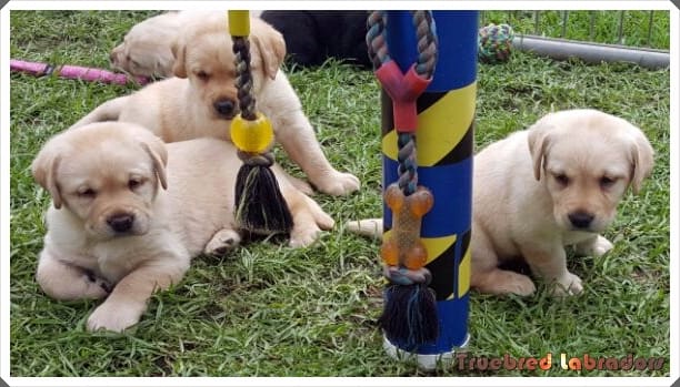 labrador retriever puppies resting
