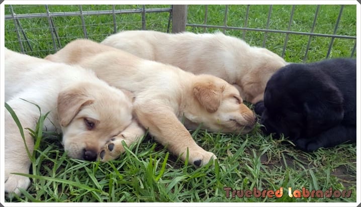 labrador retriever puppies sleeping