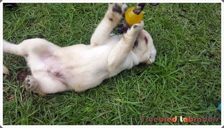 golden yellow labrador retriever pup
                          playing