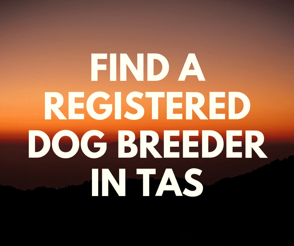 find a registered dog breeder in TAS