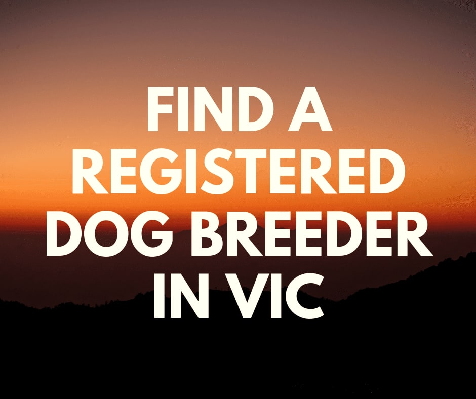 find a registered dog breeder in VIC