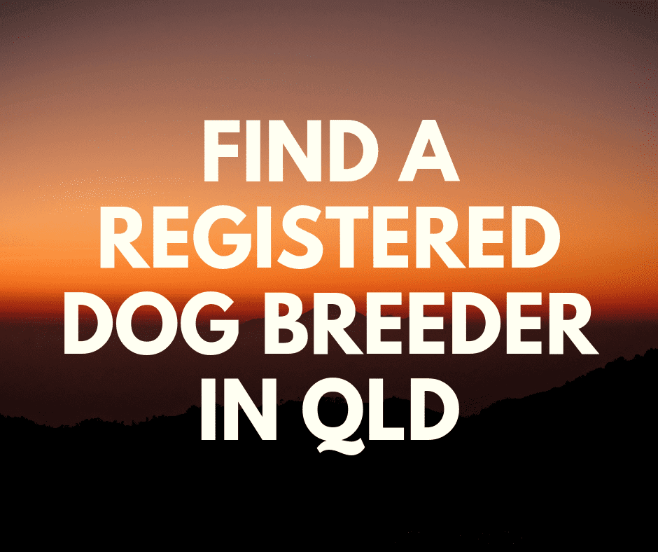 find a registered dog breeder in QLD