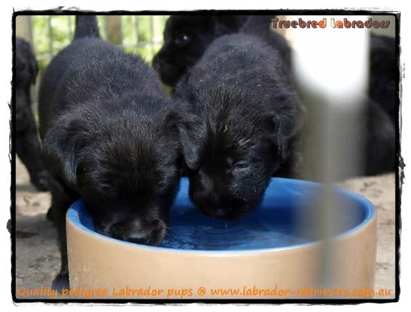 black labrador puppies