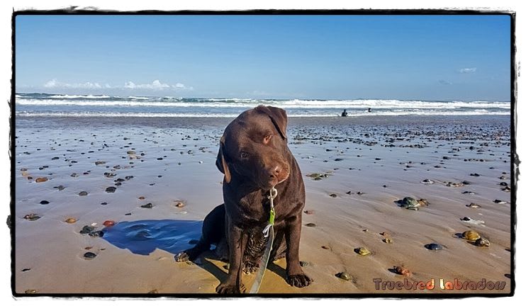 chocolate Labrador Retriever