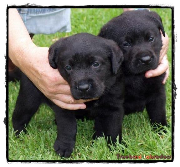 black labrador pups