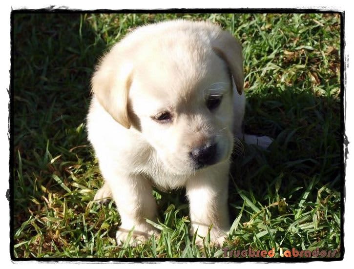 yellow labrador pup