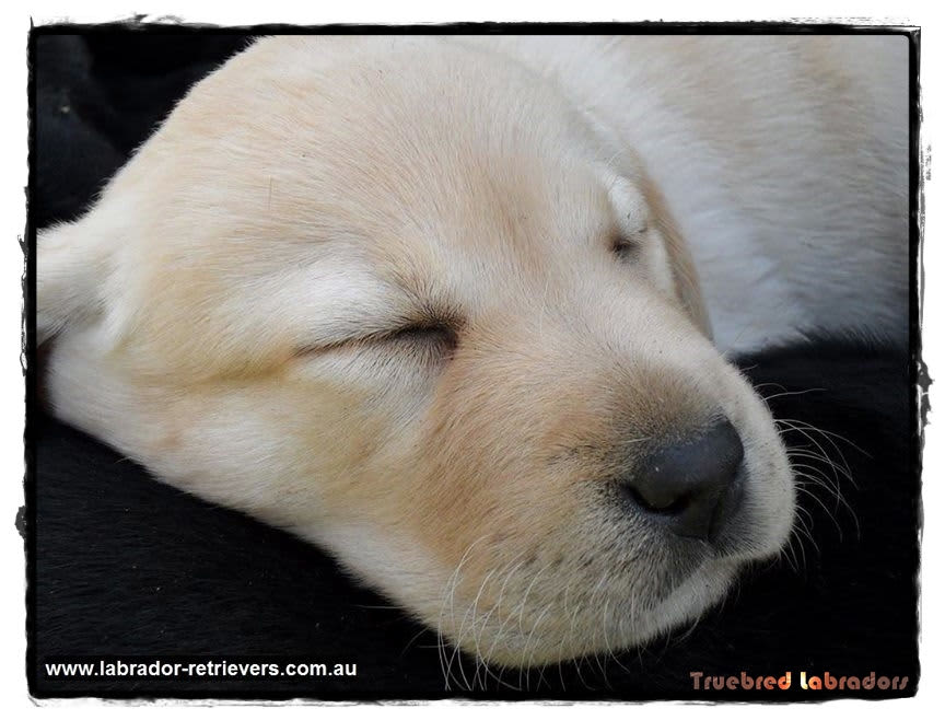 yellow labrador pup