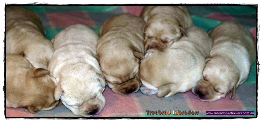 yellow labrador pups