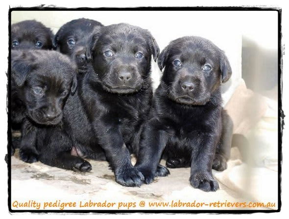 black labrador puppies