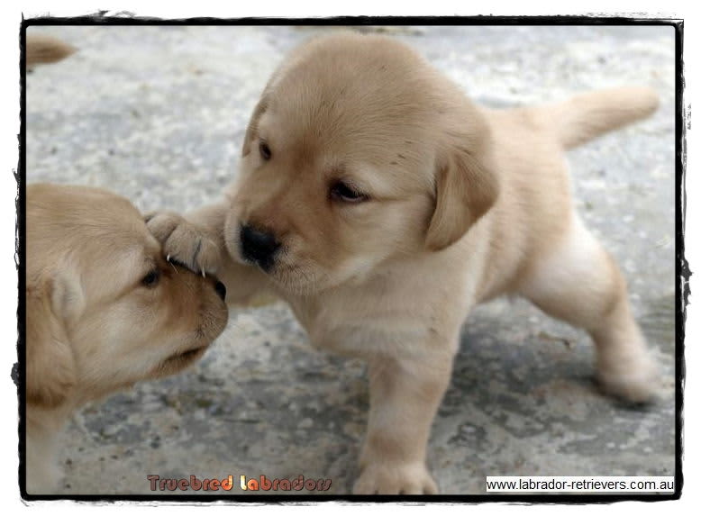 yellow labrador puppies