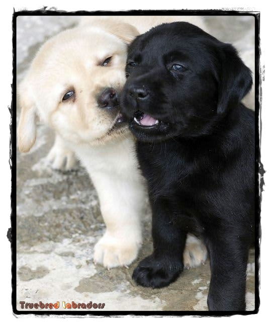 yellow and black labrador puppies