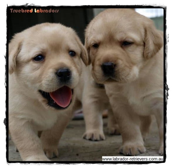 yellow labrador puppies