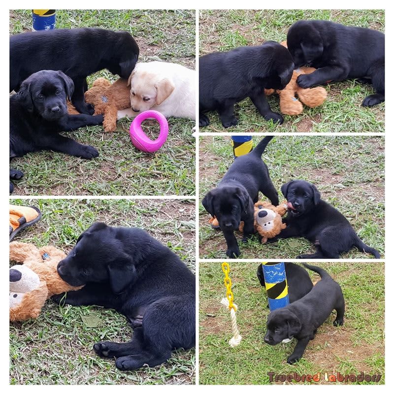 collage of Labrador puppies for sale by registered Labrador breeders puppies