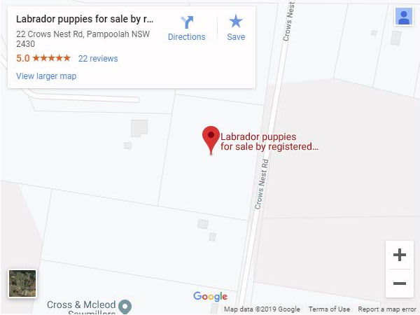 Labrador puppies for sale by registered Labrador breeders location map