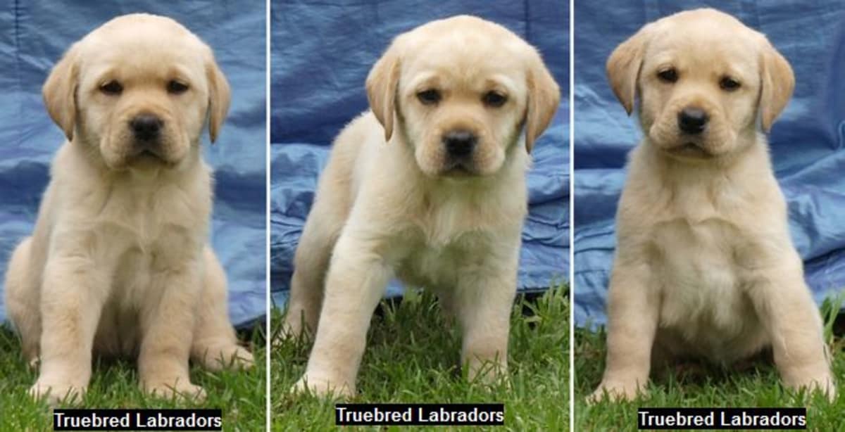 golden labrador puppies for free