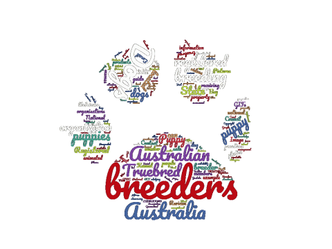 Australian Labrador breeders