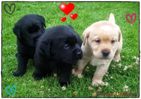 Our Lab puppies