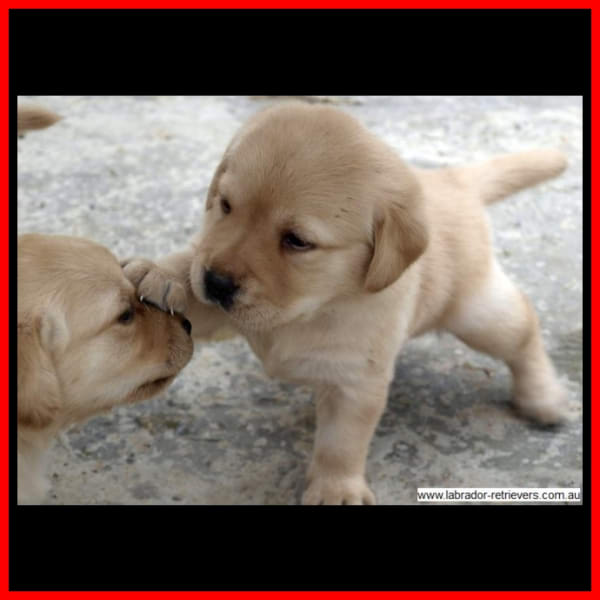 golden yellow labrador puppies