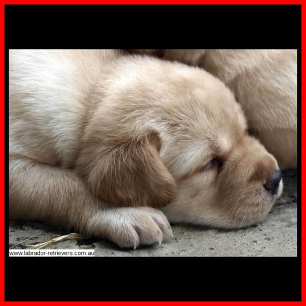 golden yellow labrador puppy