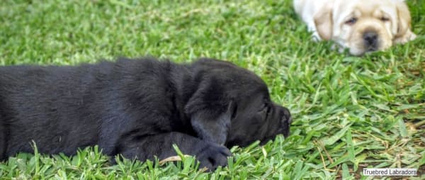 black and golden yellow labrador puppies