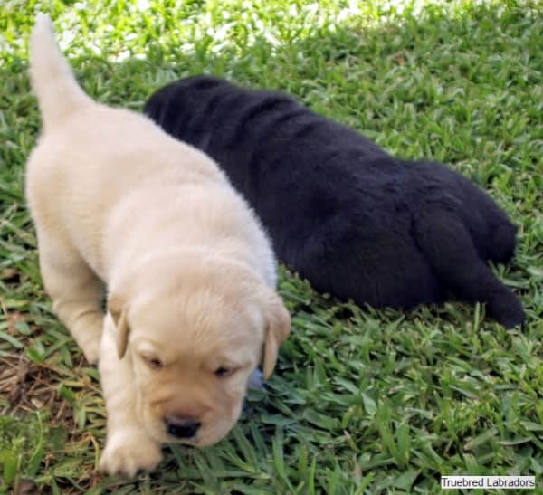 black and golden yellow labrador puppies