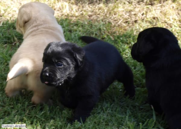 black and golden yellow labrador puppies