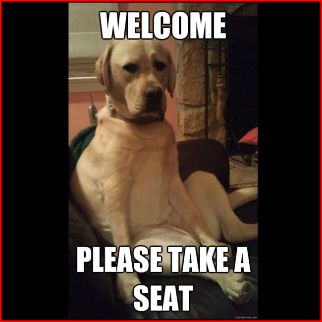Labrador Retriever Memes Lol