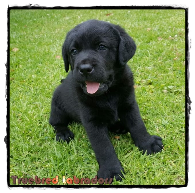 black labrador puppy