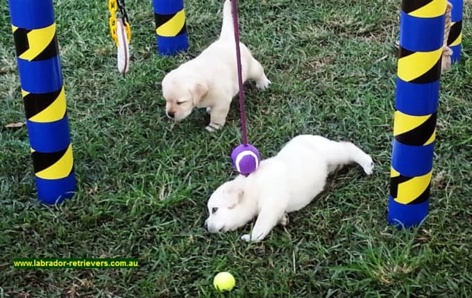 labrador puppy