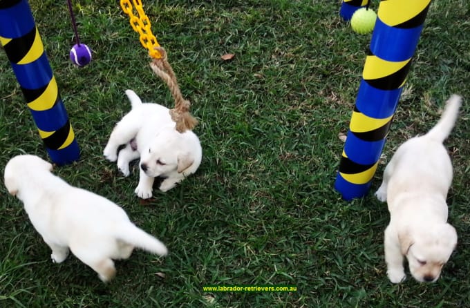 labrador puppy