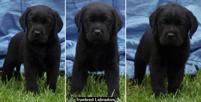 buy black labrador