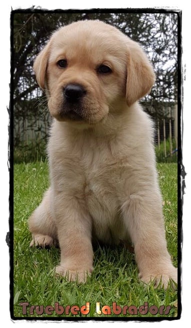 golden yellow labrador puppy