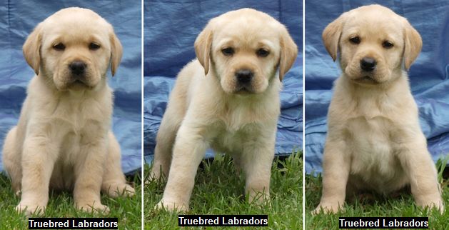 what were golden retrievers bred for golden labrador puppies 2017 what were golden retrievers bred for golden labrador puppies 2017