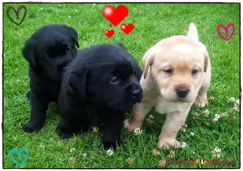 lab retriever puppy