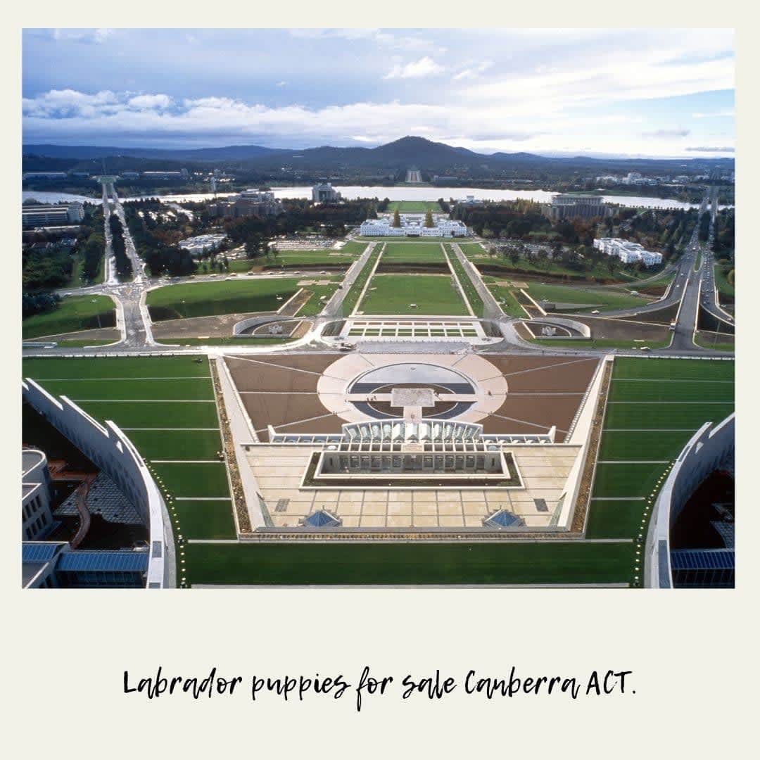 Labrador puppies for sale Canberra ACT