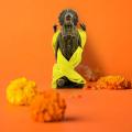 Yellow Pooja Cloth — photo 2 of 3