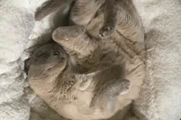 House Sit For Vivien In Teddington United Kingdom