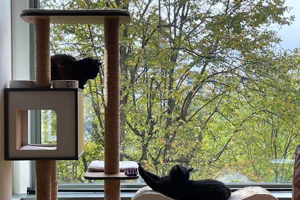 House sit in Sheffield, United Kingdom