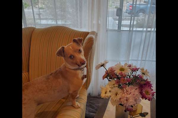 House sit in Albuquerque, NM, US