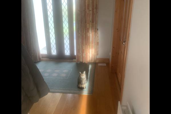 House sit in Ennis, Ireland