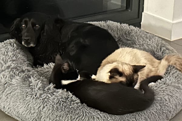 House sit in Sissinghurst, United Kingdom