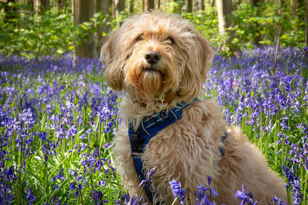 House sit in Devizes, United Kingdom