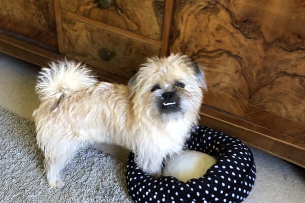 House sit in Mojacar, Spain