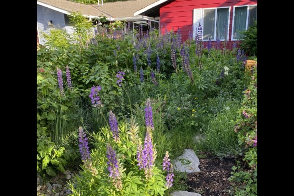 House sit in Kirkland, WA, US
