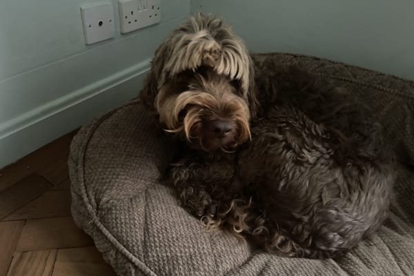 House sit in Lymington, United Kingdom